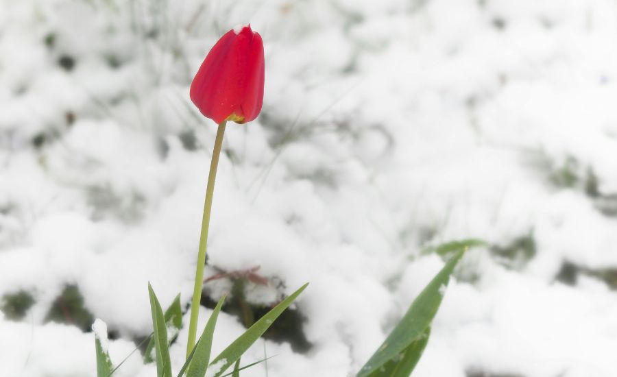 Crans-Montana: il ruolo dello psicologo dell’emergenza nei contesti ad alto impatto emotivo